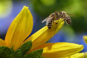 Gartenbau Görtzen in Rees - Bienensterben